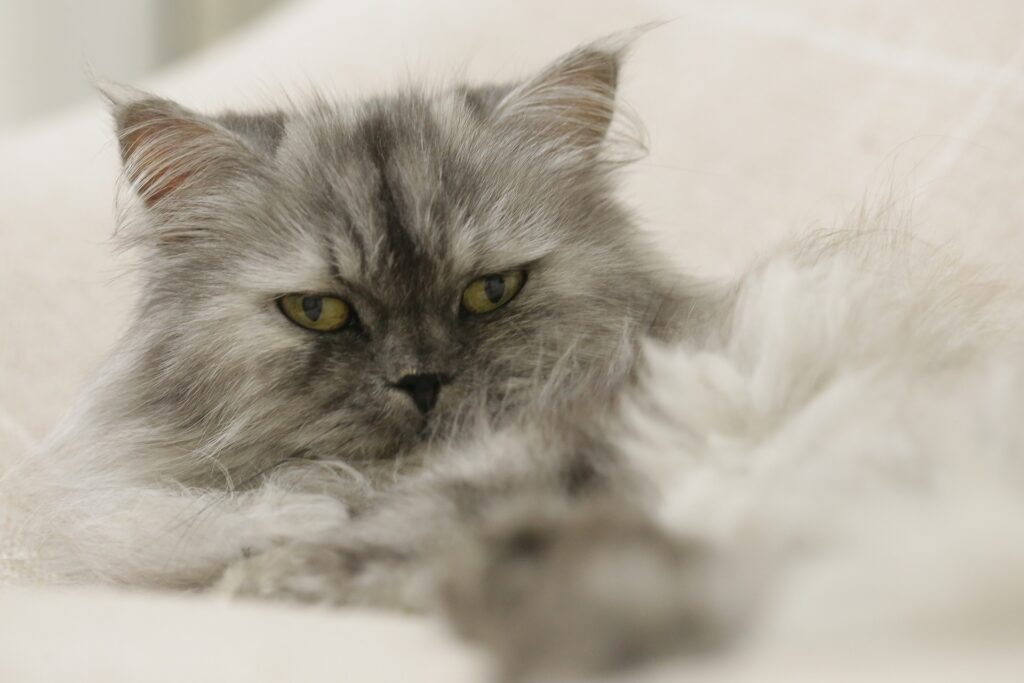 Caring for a Persian Cat with Special Needs