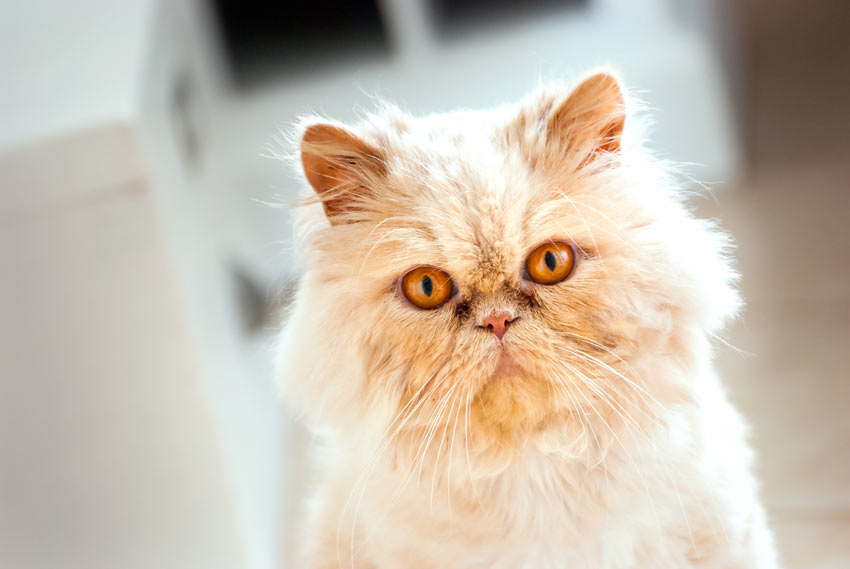 Choosing the Right Persian Cat Breed for You