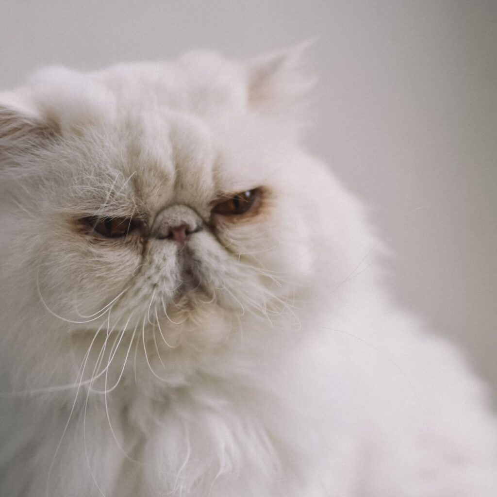 Choosing the Right Persian Cat Breed for You