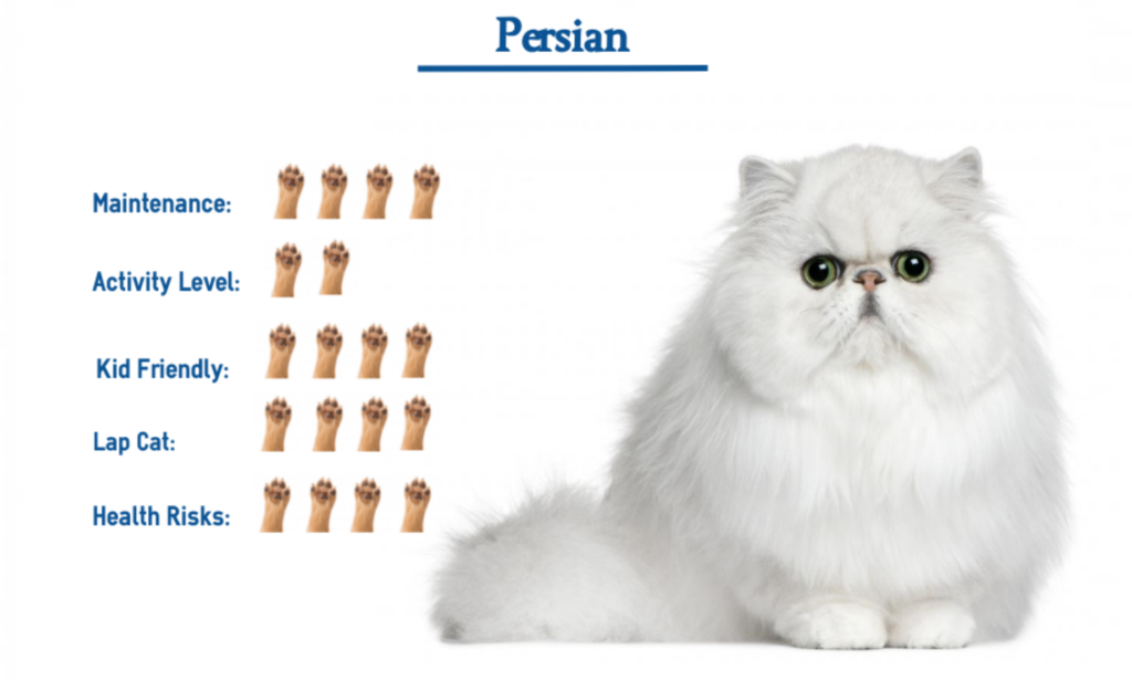 Choosing the Right Persian Cat Breed for You