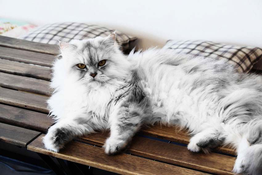 Choosing the Right Persian Cat Breed for You