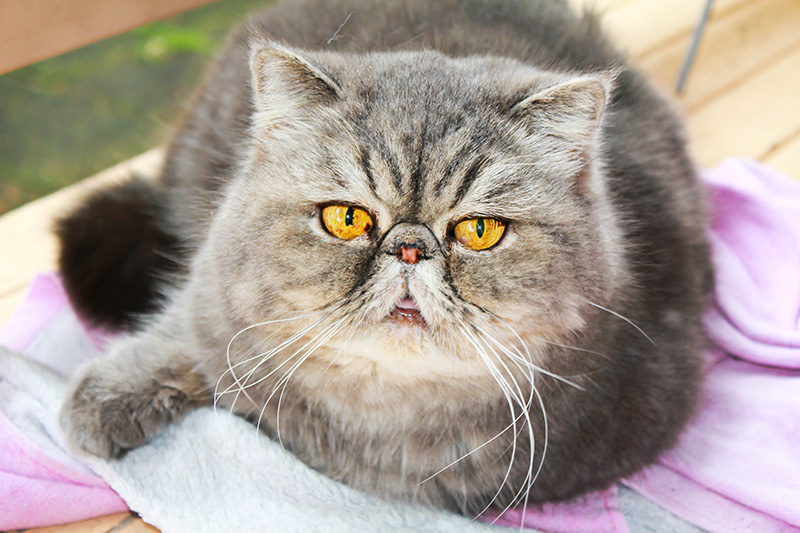 Common Health Conditions in Persian Cats