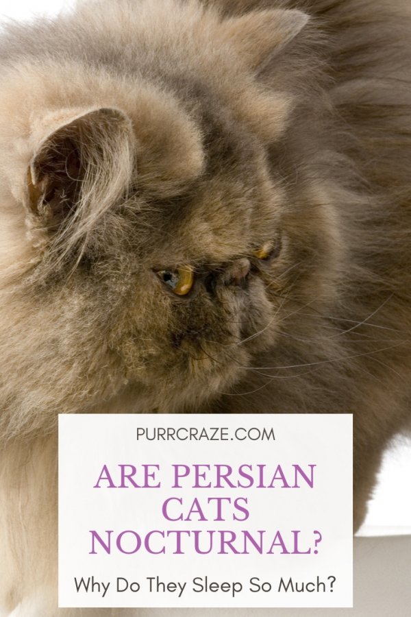 Common Misconceptions About Persian Cats