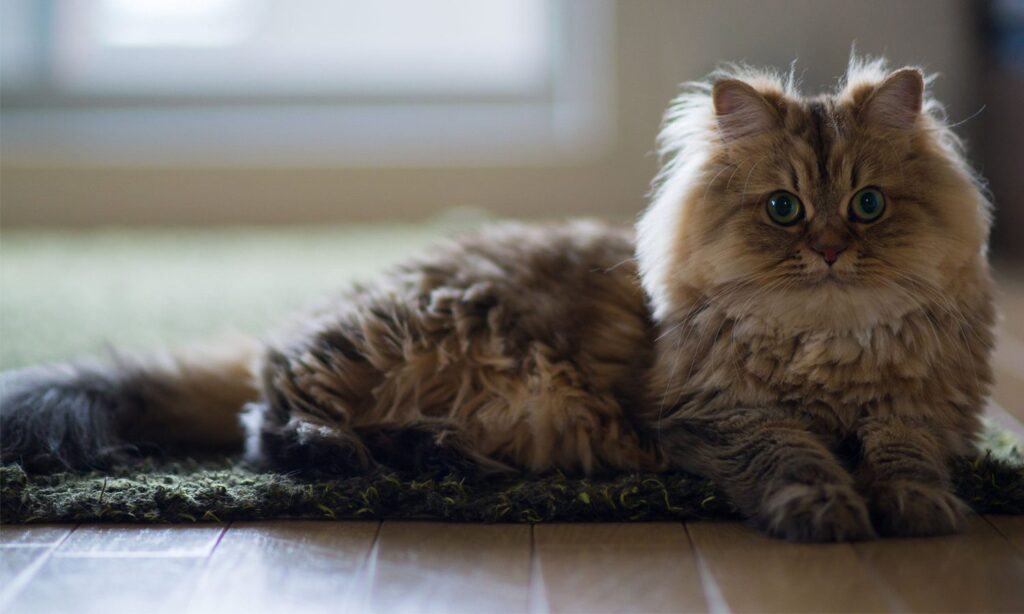 Creating a Safe Environment for Your Persian Cat