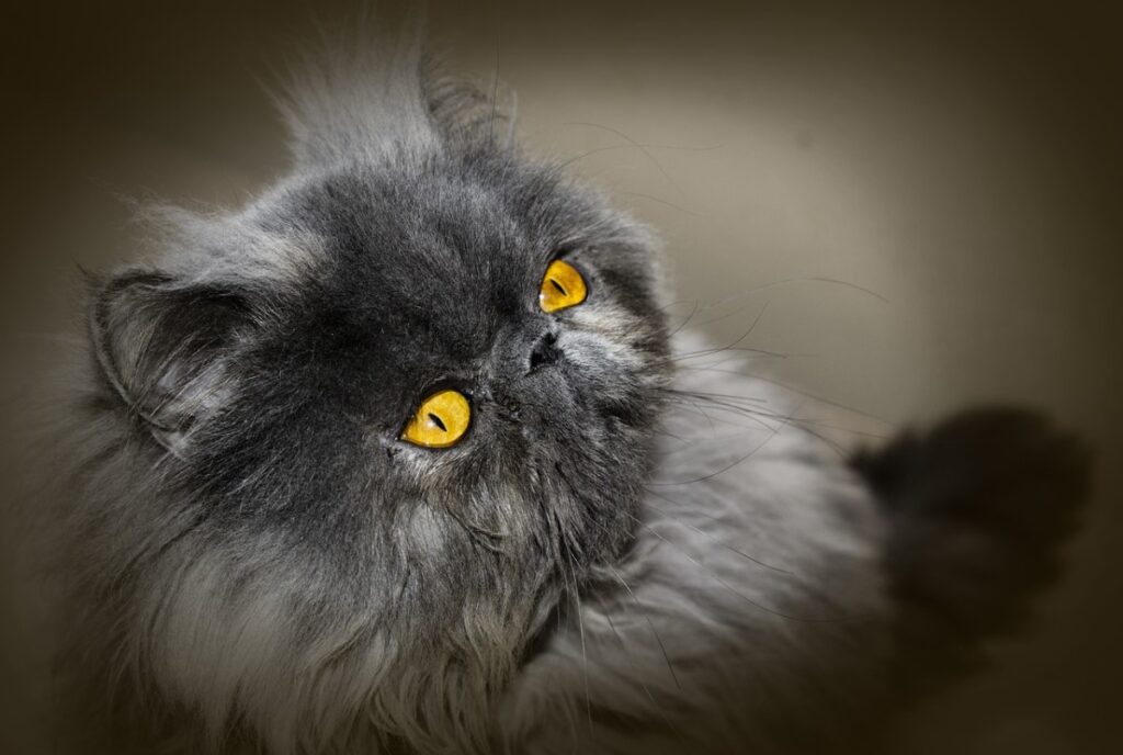 Famous Persian Cats in History