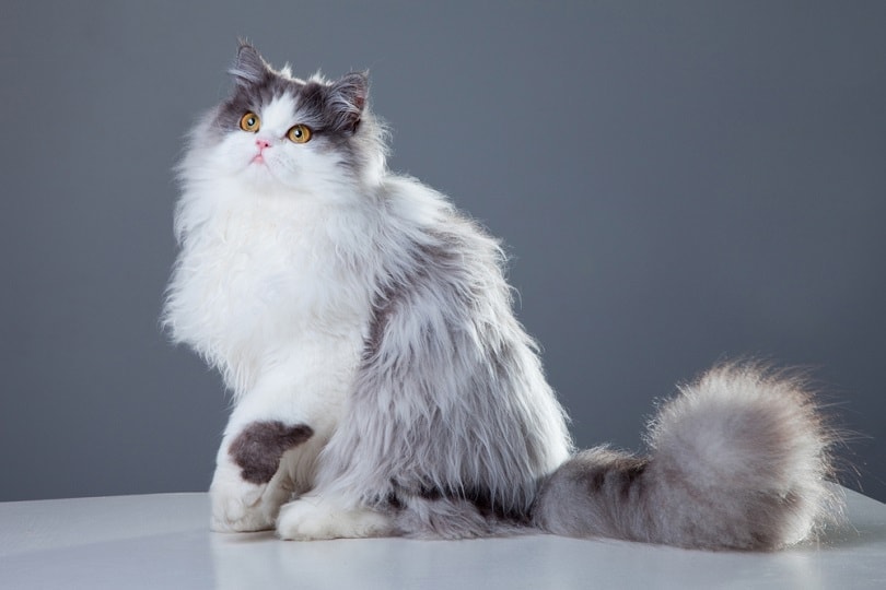 Famous Persian Cats in History