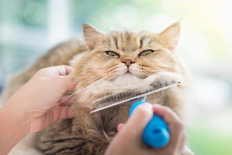 Grooming Your Persian Cat: Best Practices