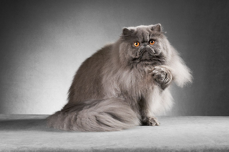 Grooming Your Persian Cat: Best Practices