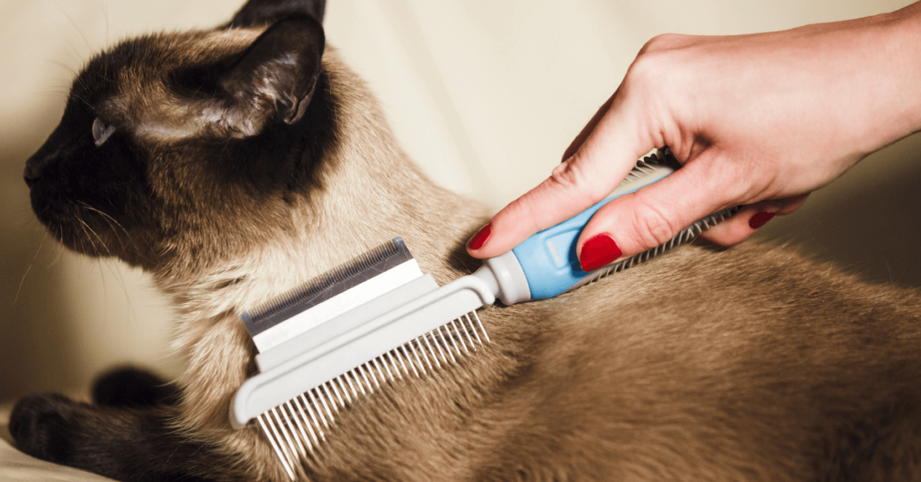 Grooming Your Persian Cat: Best Practices