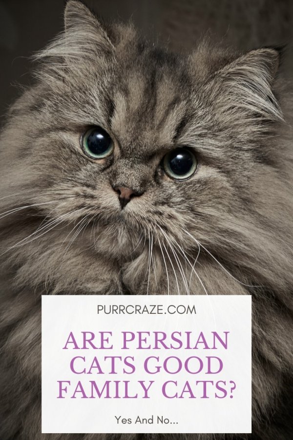 Introducing a New Persian Cat to Your Family