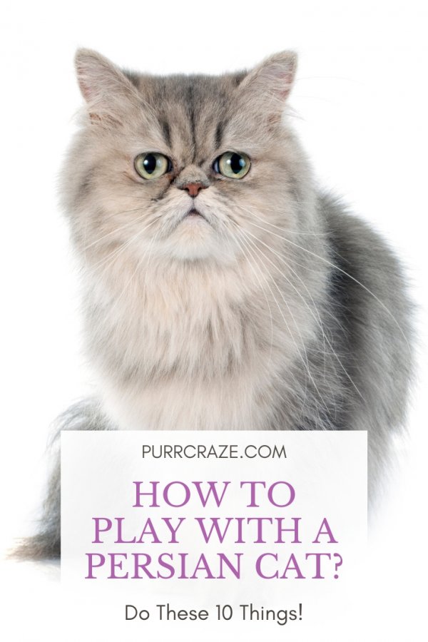 Keeping Your Persian Cat Active and Healthy