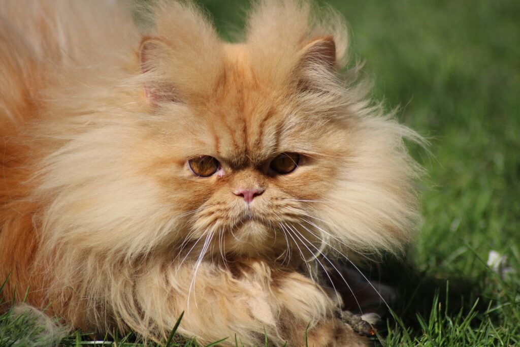 Keeping Your Persian Cat Active and Healthy