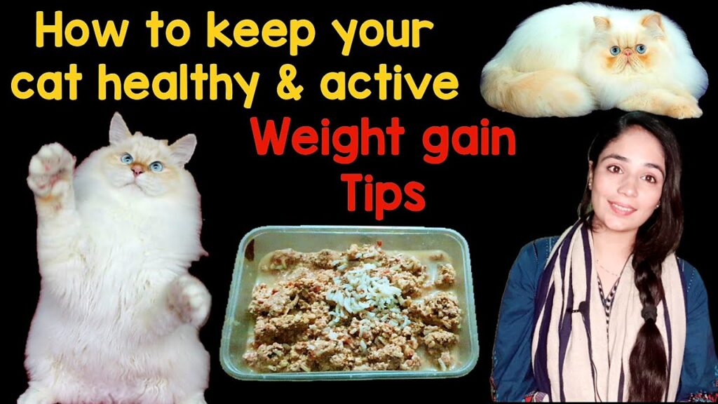 Keeping Your Persian Cat Active and Healthy