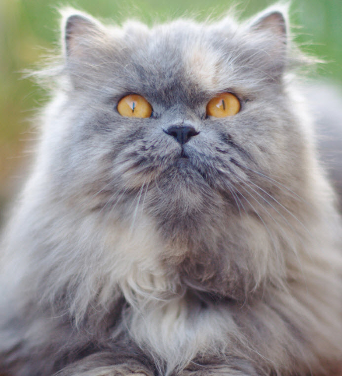 Keeping Your Persian Cat Active and Healthy