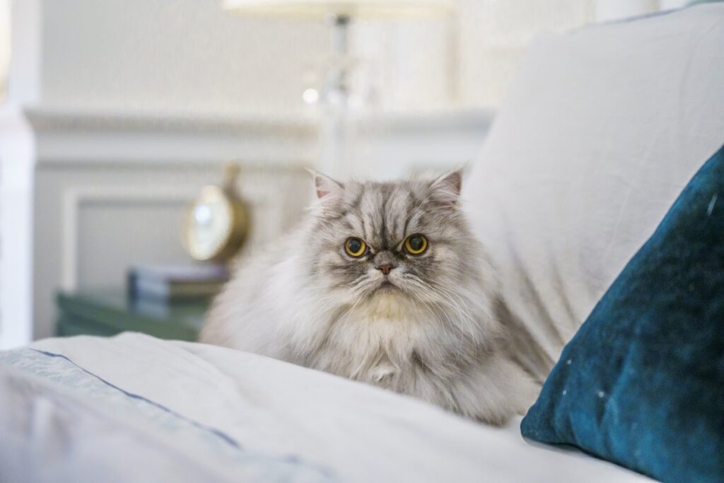 Persian Cat Health and Care Tips