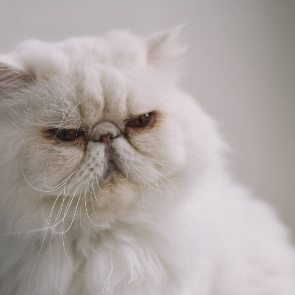 Persian Cat Health and Care Tips