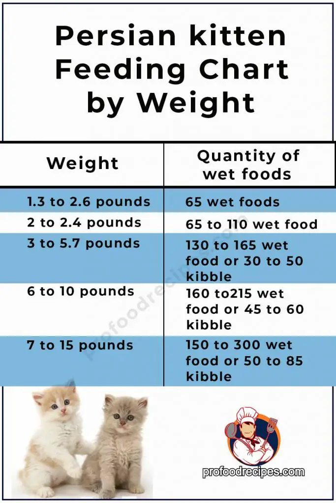 Persian Cat Nutrition and Feeding Guide