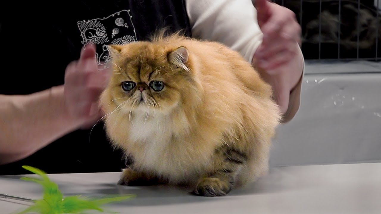 Persian Cat Shows and Competitions