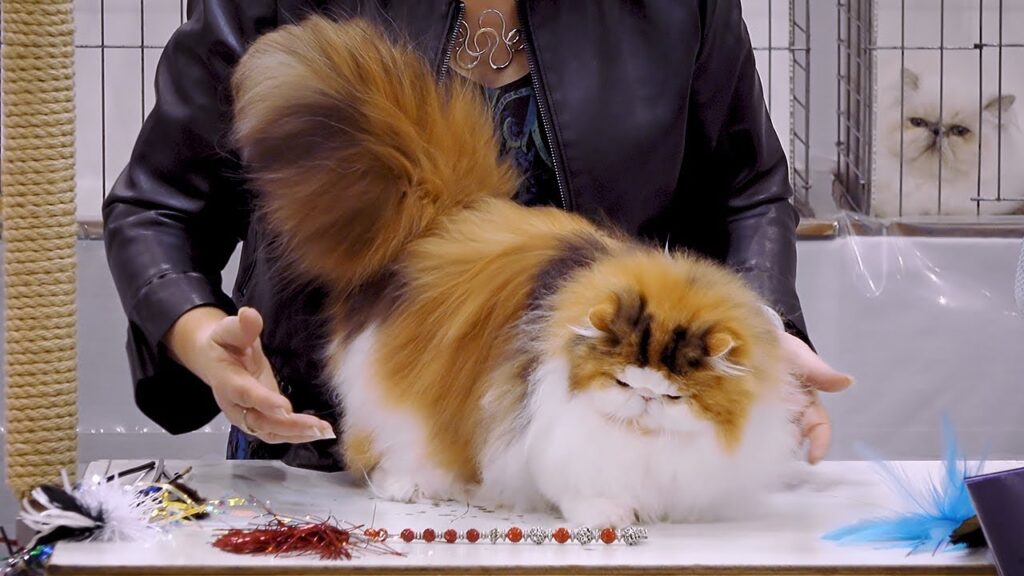 Persian Cat Shows and Competitions