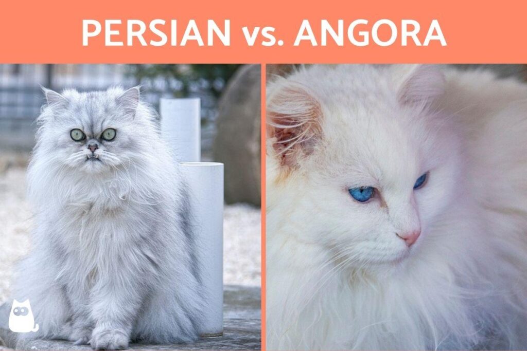 Persian Cat vs. Other Cat Breeds: A Comparison