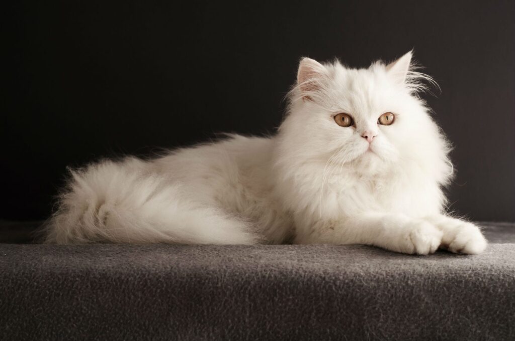 Persian Cats and Children: A Perfect Match?