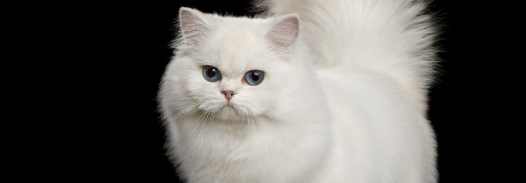 Persian Cats and Their Adaptability to Different Environments