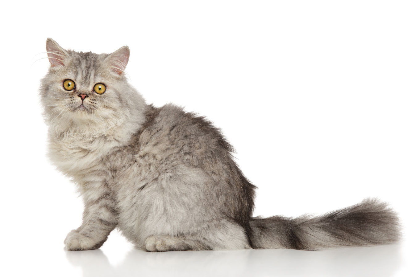 Persian Cats and Their Adaptability to Different Environments