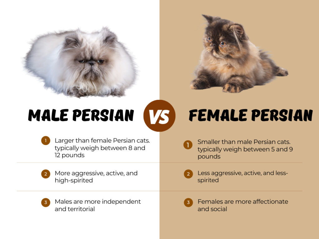 Persian Cats and Their Affectionate Personality