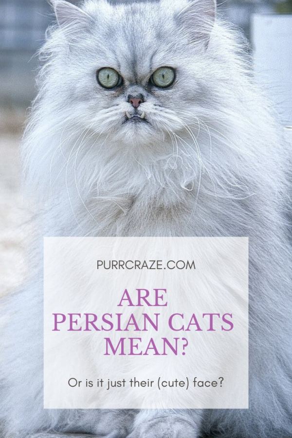 Persian Cats and Their Affectionate Personality