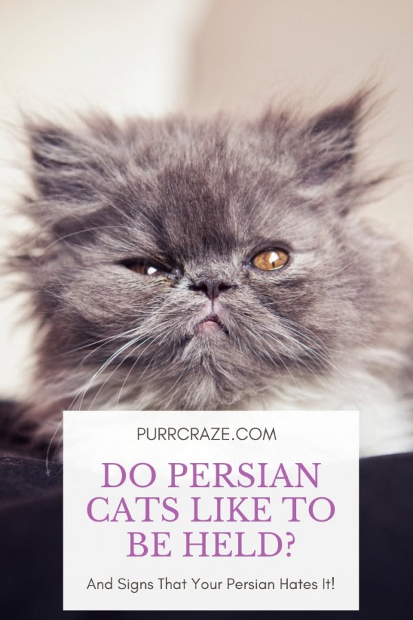 Persian Cats and Their Affectionate Personality