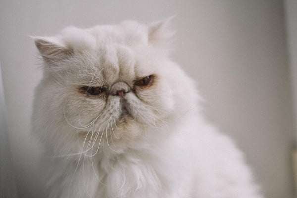 Persian Cats and Their Affectionate Personality