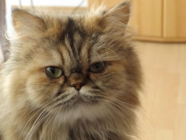 Persian Cats and Their Intelligence Level