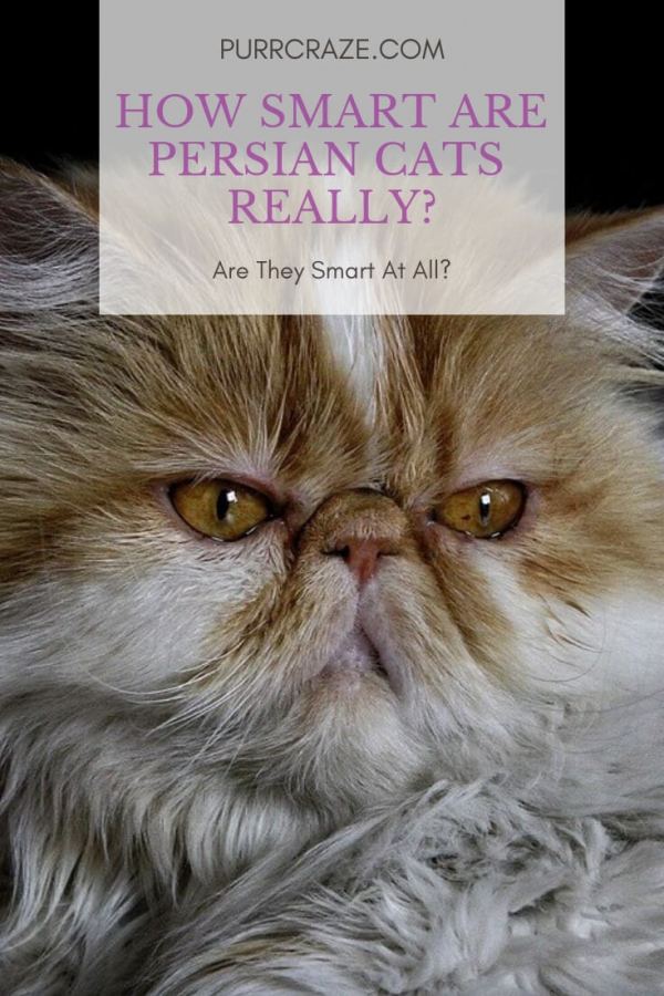 Persian Cats and Their Intelligence Level