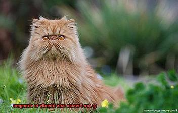 Persian Cats and Their Interaction with Strangers