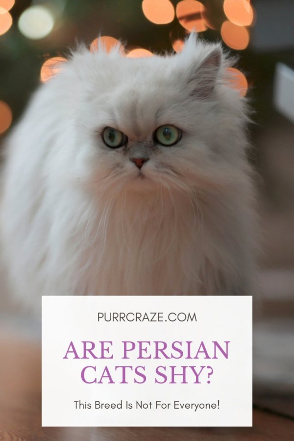 Persian Cats and Their Interaction with Strangers