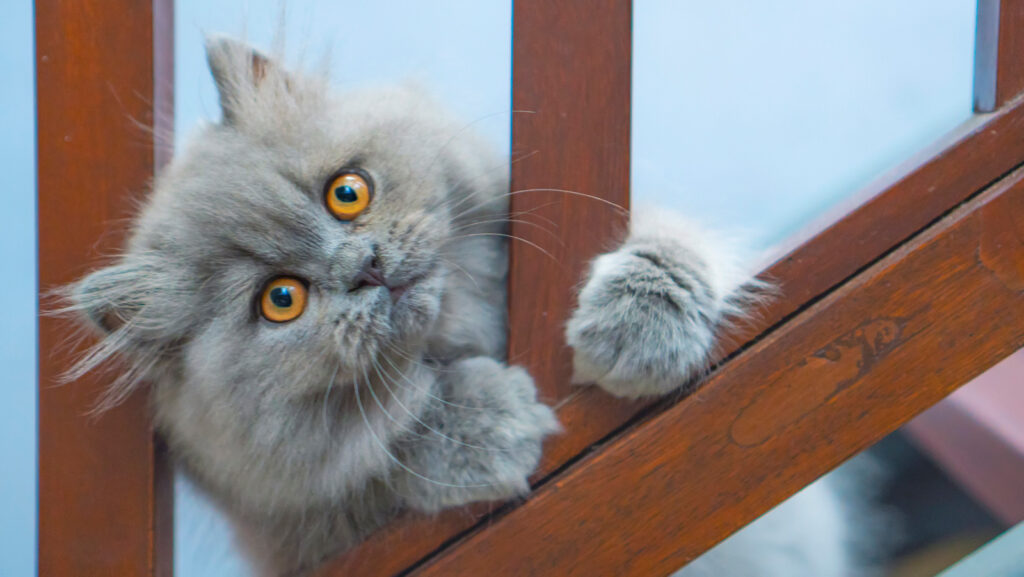 Persian Cats and Their Playful Nature