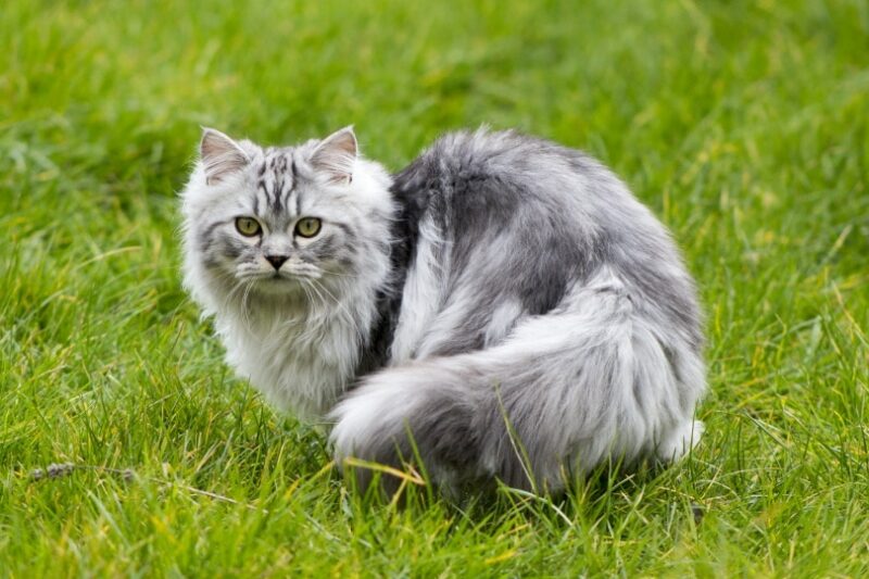 Persian Cats and Their Playful Nature