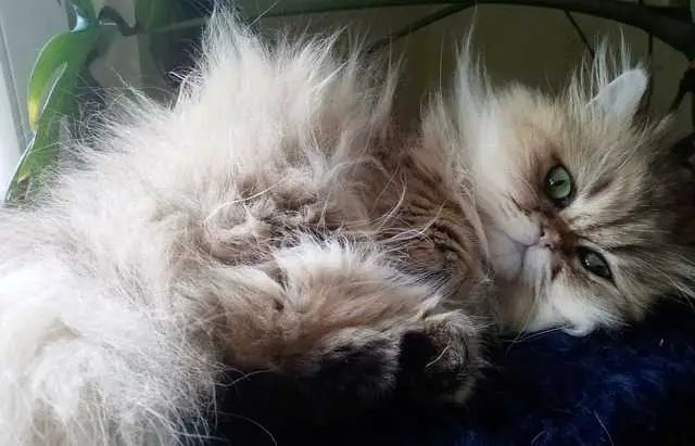 Persian Cats and Their Playful Nature