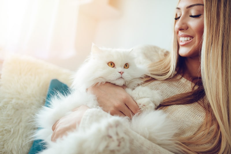 Persian Cats and Their Relationship with Their Owners