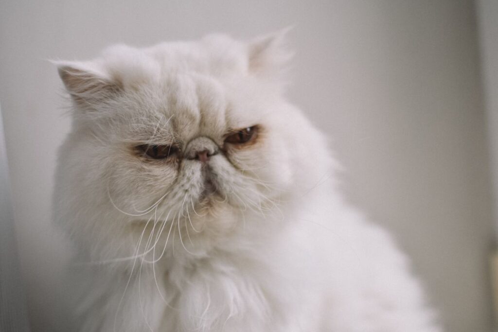 Persian Cats and Their Relationship with Their Owners