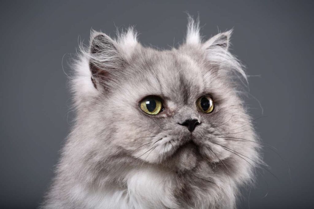 Persian Cats and Their Unique Facial Features