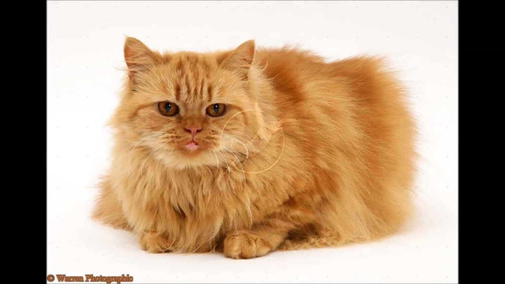 Persian Cats and Their Vocalization