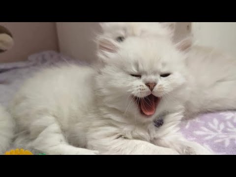 Persian Cats and Their Vocalization