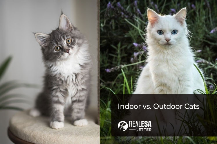 Persian Cats: Indoor vs. Outdoor Living