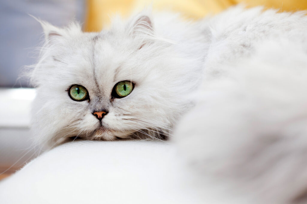 Popular Names for Persian Cats: Inspiration for Your Furry Friend