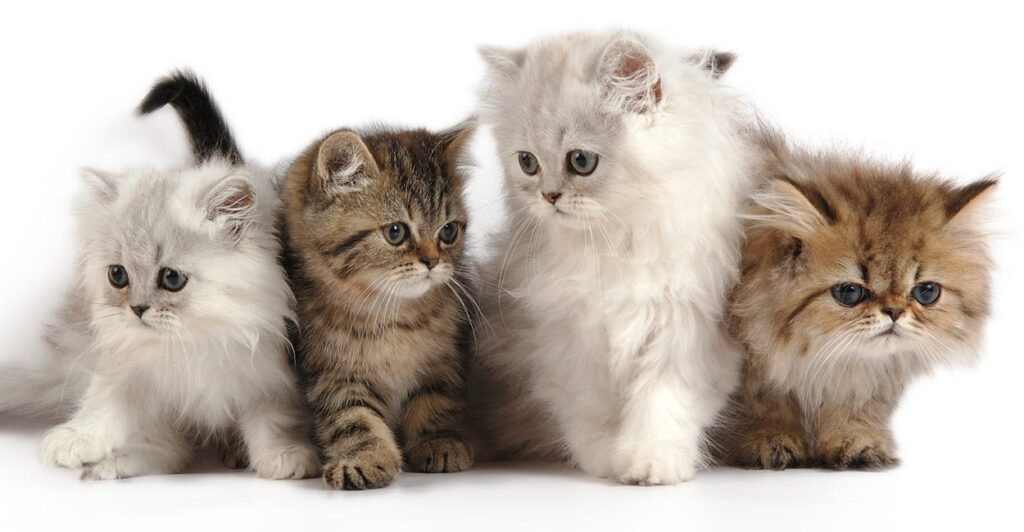 Popular Names for Persian Cats: Inspiration for Your Furry Friend