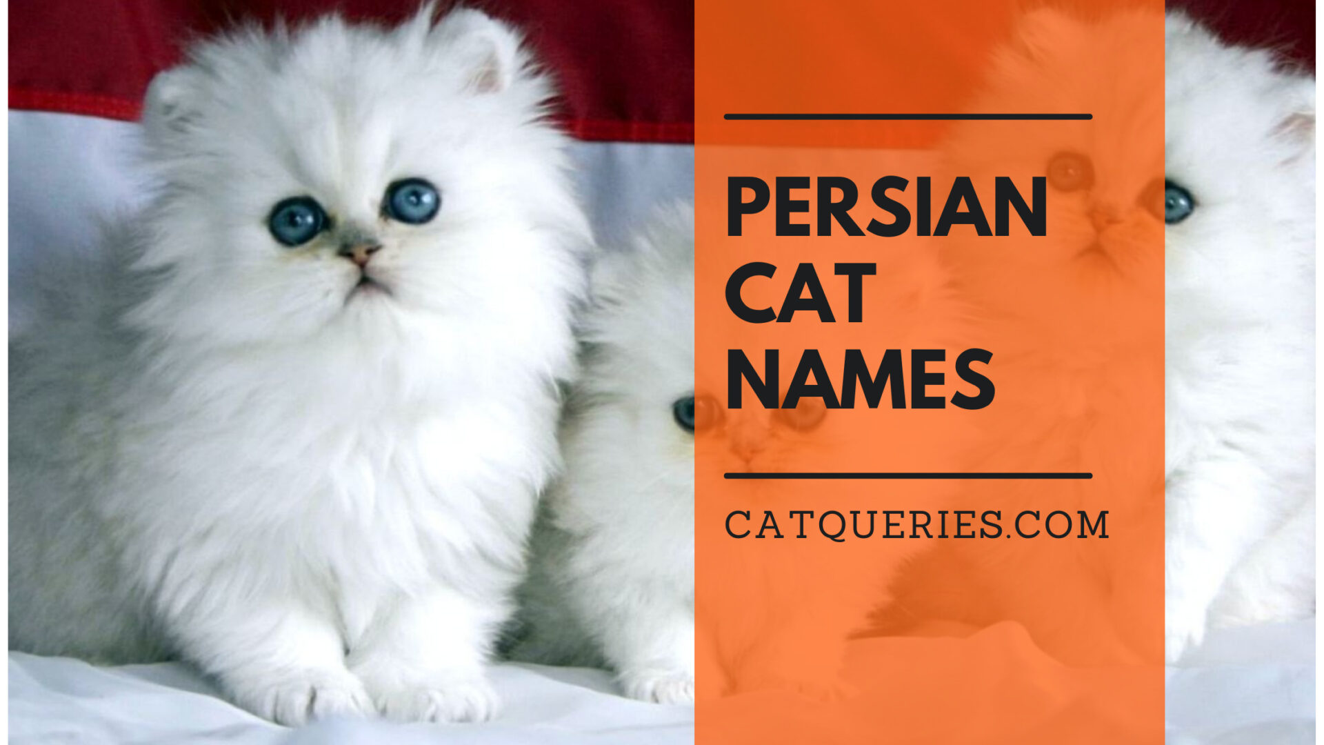 Popular Names for Persian Cats: Inspiration for Your Furry Friend