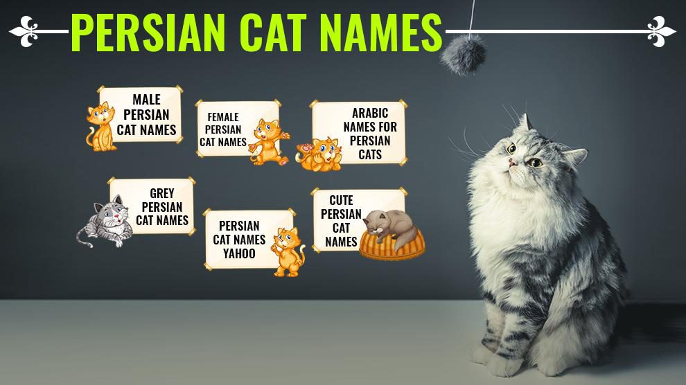 Popular Names for Persian Cats: Inspiration for Your Furry Friend