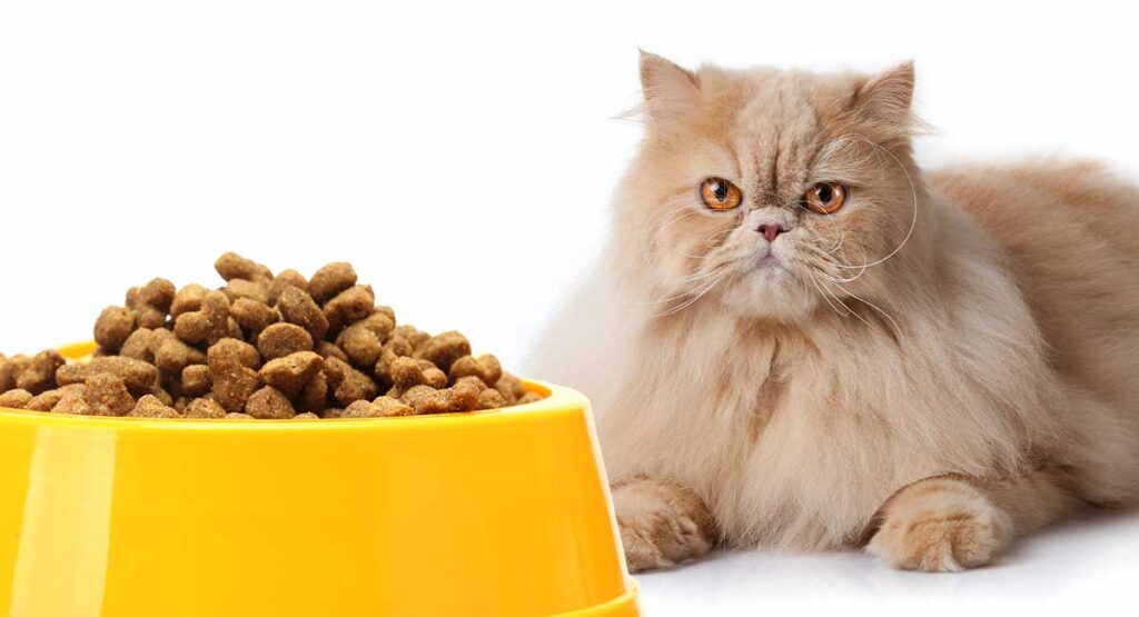 The Best Foods For Persian Cats