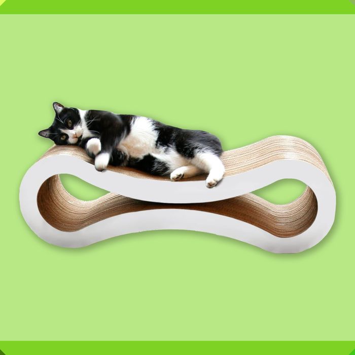 The Best Toys and Accessories for Your Persian Cat